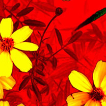 免费ddos在线攻击测试网站